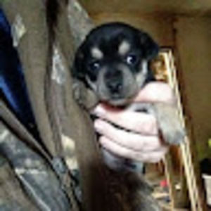 Meet your Posher, Troy